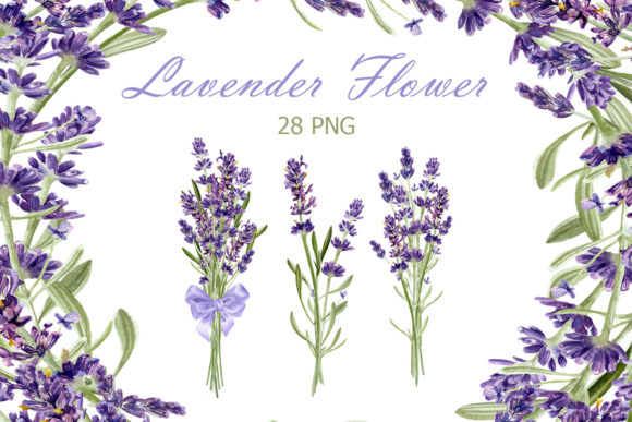 Download Watercolor Lavender Clipart - Lavender Collection